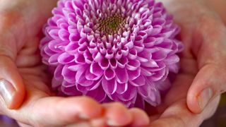 Fotografie Wilfried Overwater